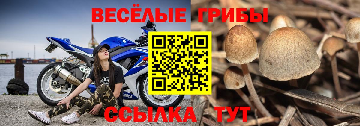 Галлюциногенные грибы Cubensis Сосновый Бор